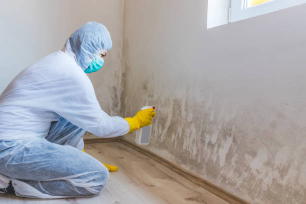 Licensed Basement Mold Remediation service in Lexington, MI - WQB Mold Removal