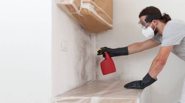 Professional Basement Mold Remediation technician working in Lexington, MI