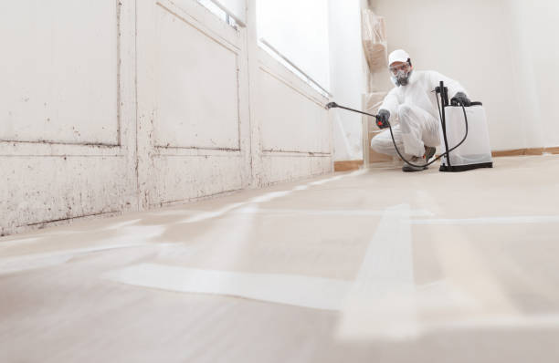 24/7 Emergency Basement Mold Remediation experts in Lexington, MI